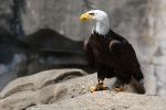 Ein American Eagle bei einer Show im Vancouver Aquarium