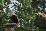 Bald Eagle / Weißkopfseeadler