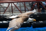 Bald Eagle / Weißkopfseeadler