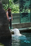Ein Beluga-Wal spritzt eine Besucherin nass...